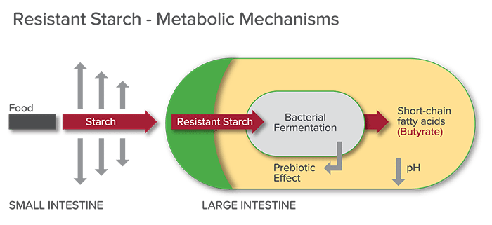 Resistant Starch - Gastrointestinal Society