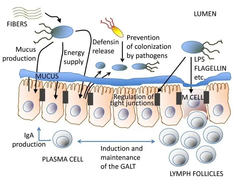Mechanisms of action of the intestinal microbiome on the gastrointestinal barrier
