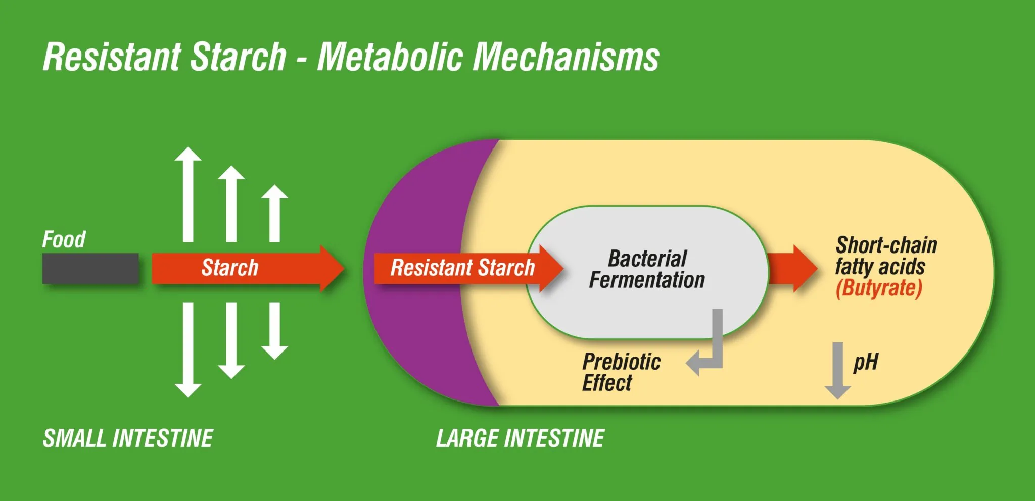 Resistant Starch - Metabolic Mechanisms