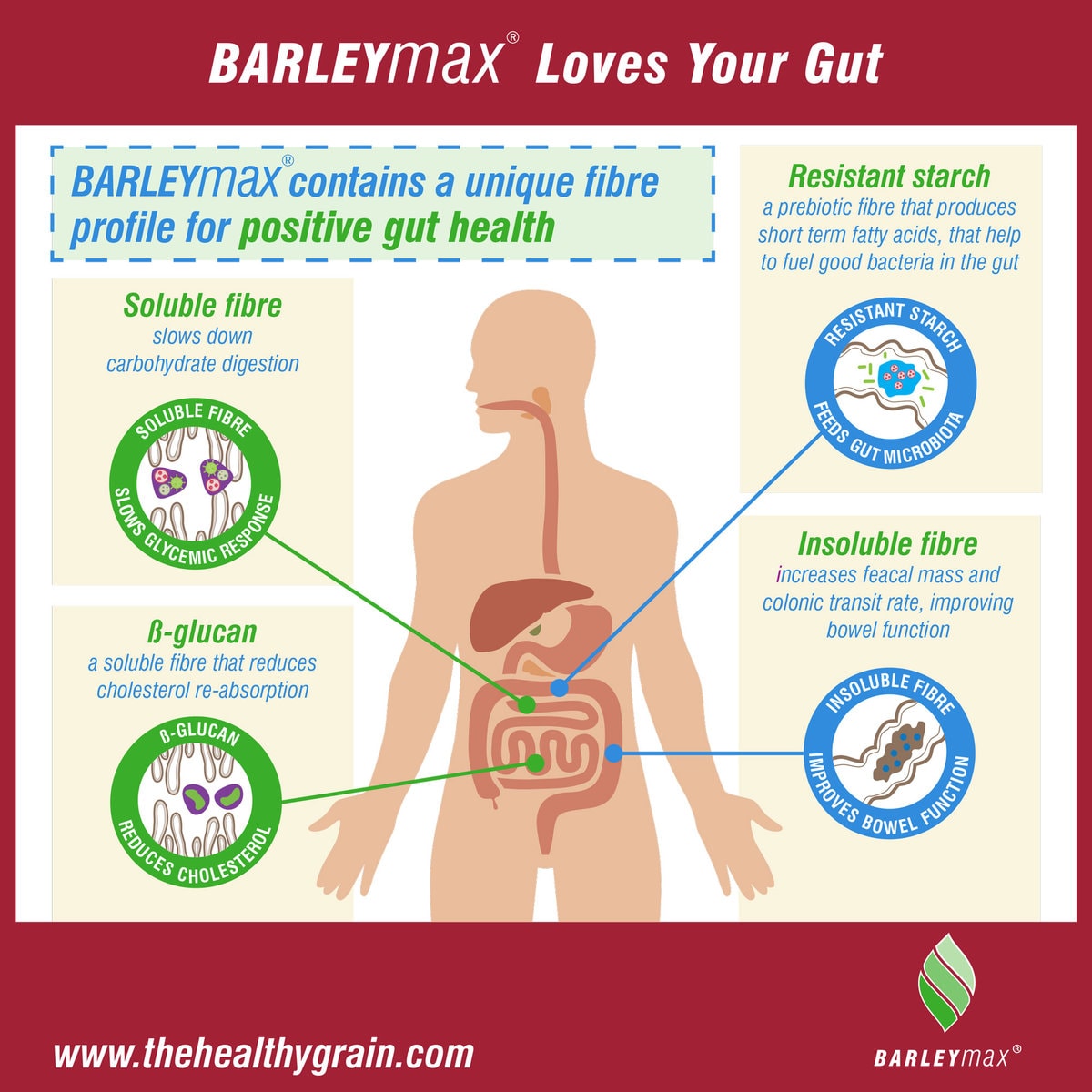 Infographic - BARLEYmax loves your gut